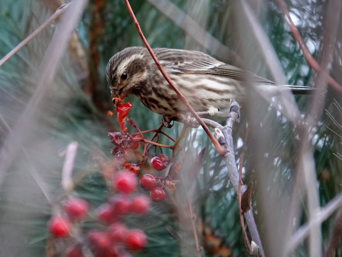 Purple Finch - ML646184358