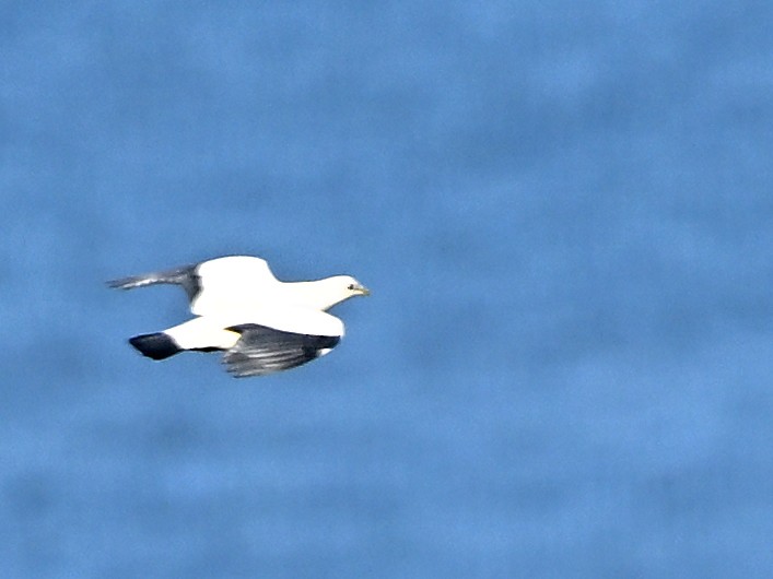 holub pobřežní - ML646184361