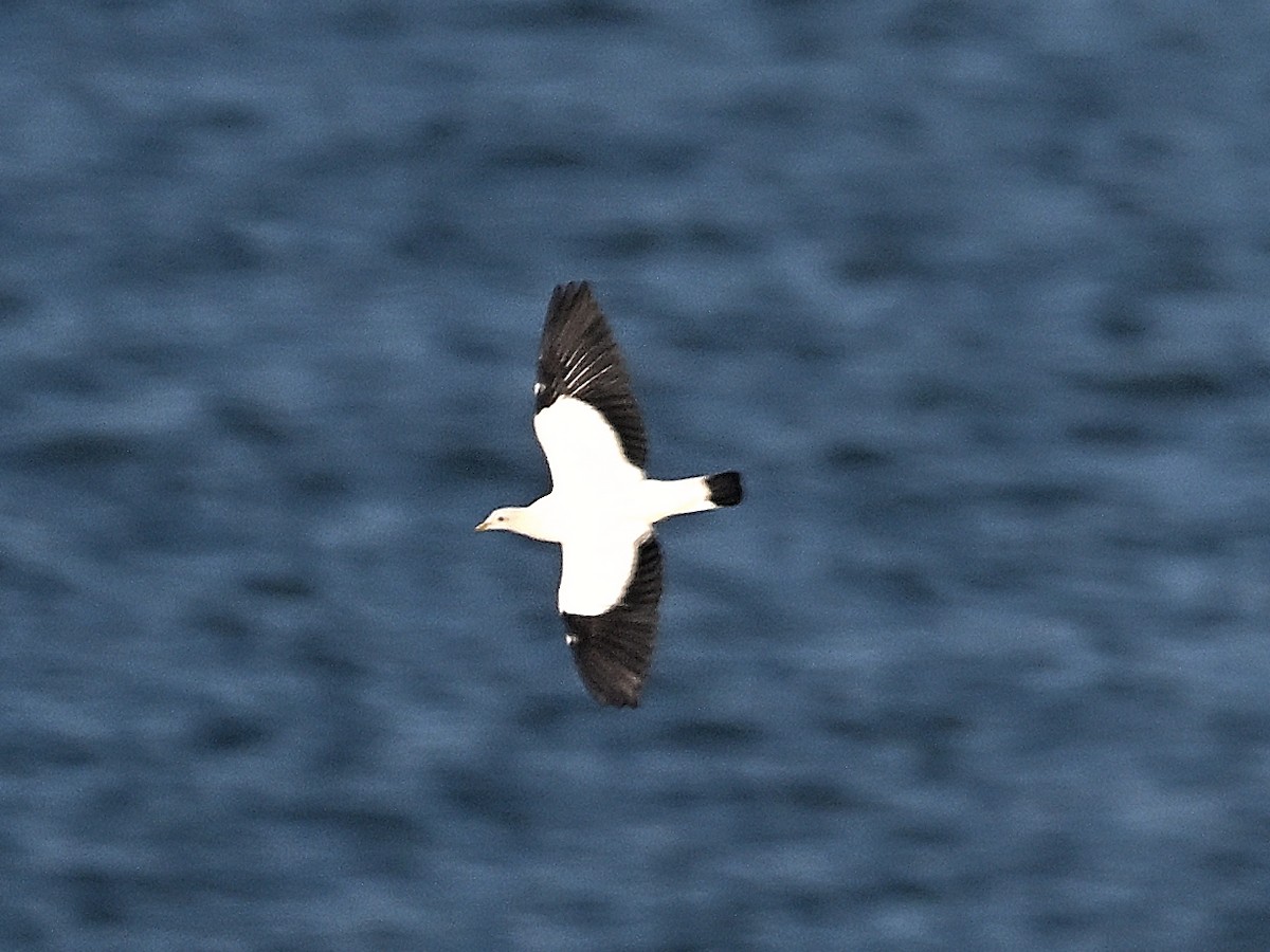 holub pobřežní - ML646184362