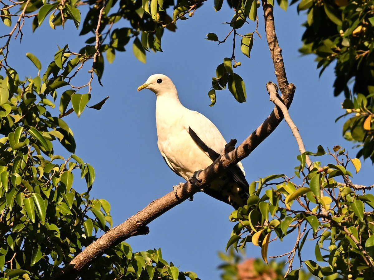 holub pobřežní - ML646184363