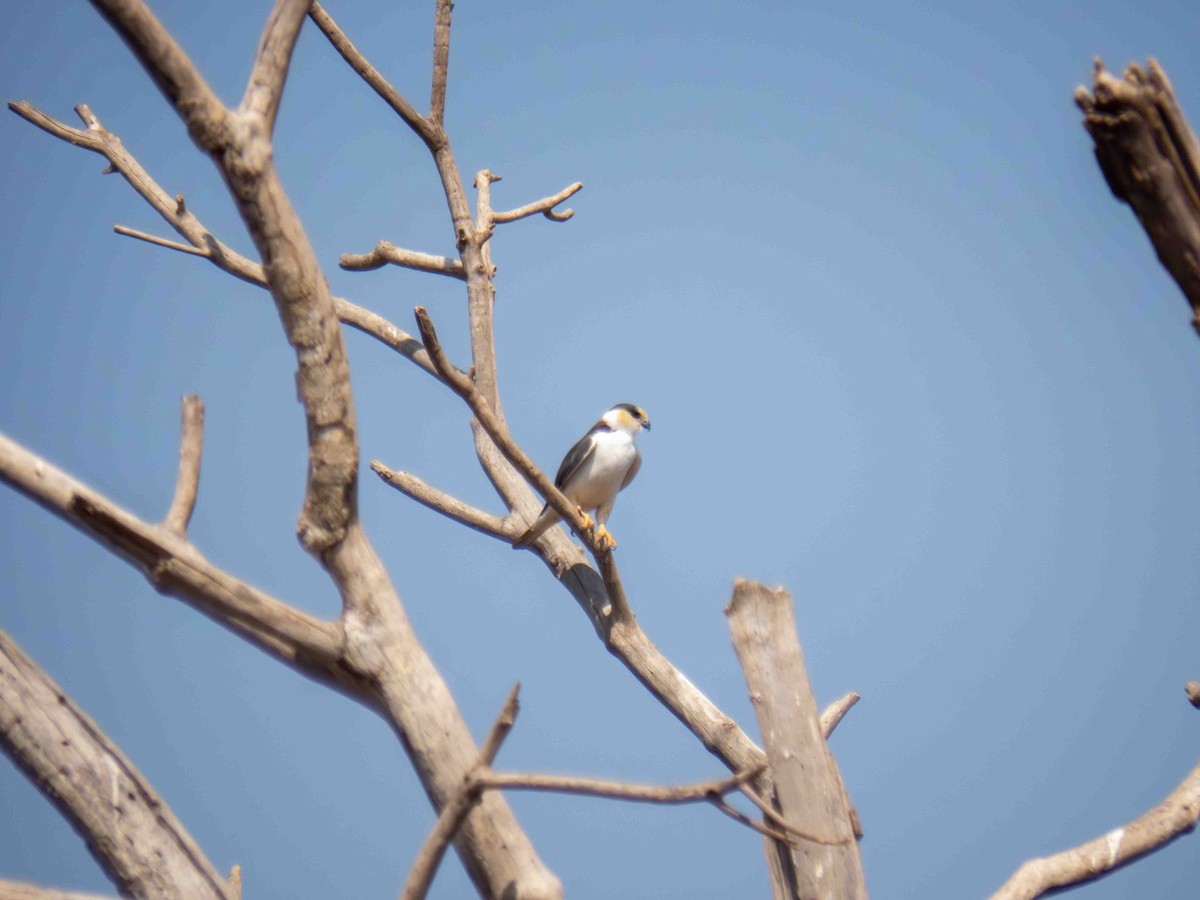 Pearl Kite - ML646184364