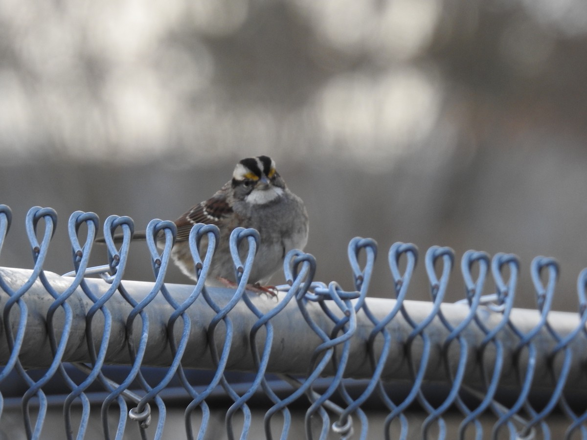White-throated Sparrow - ML646184381