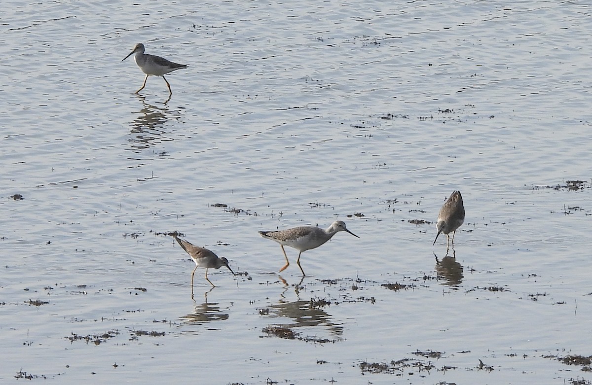 ביצנית צהובת-רגל - ML646184392