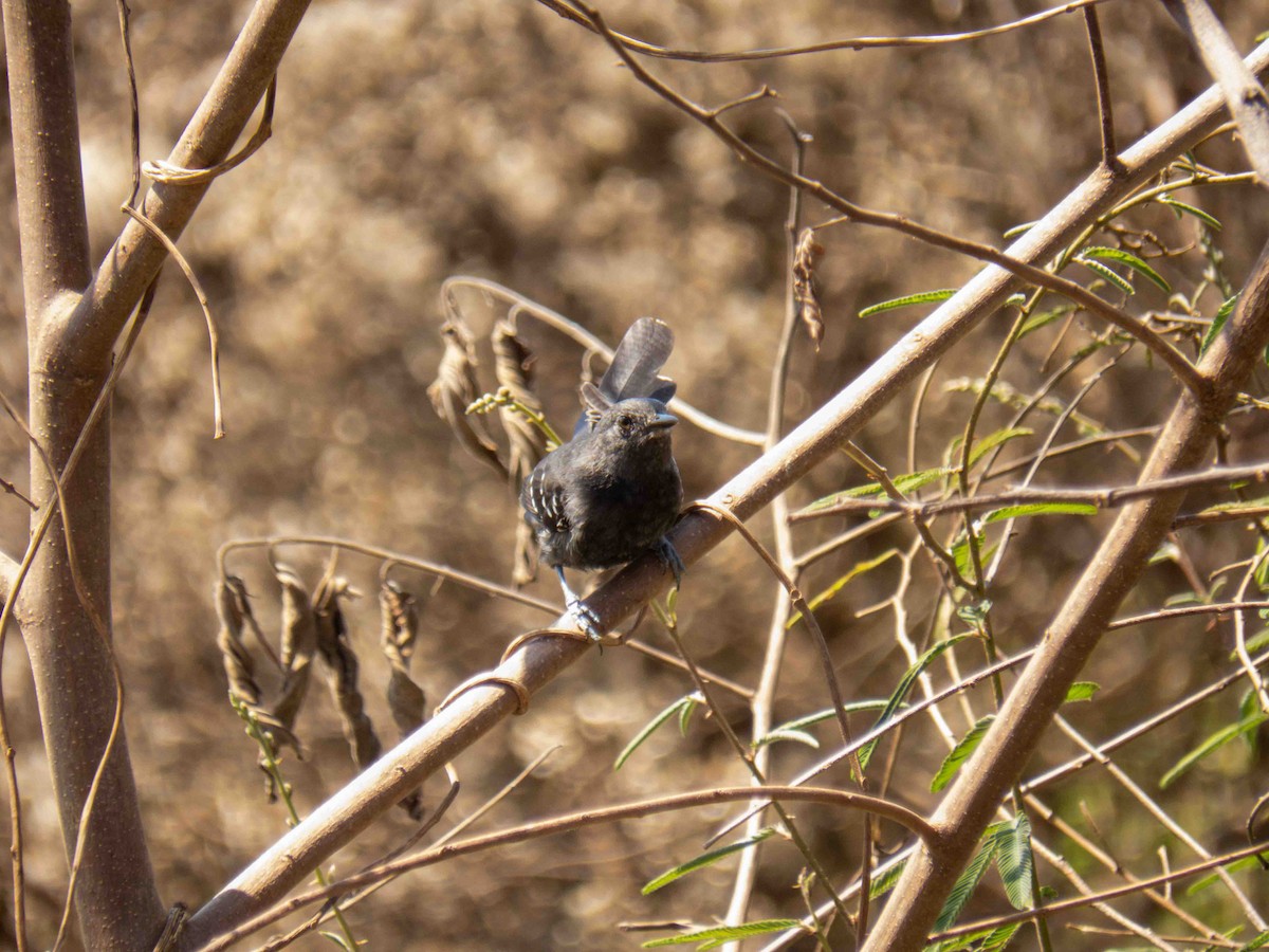 Mato Grosso Antbird - ML646184395