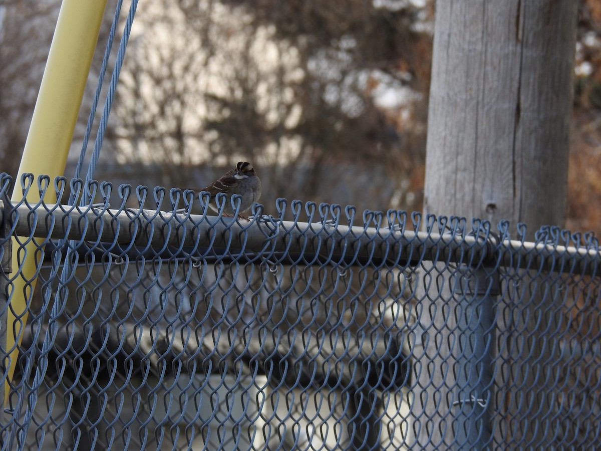 White-throated Sparrow - ML646184396