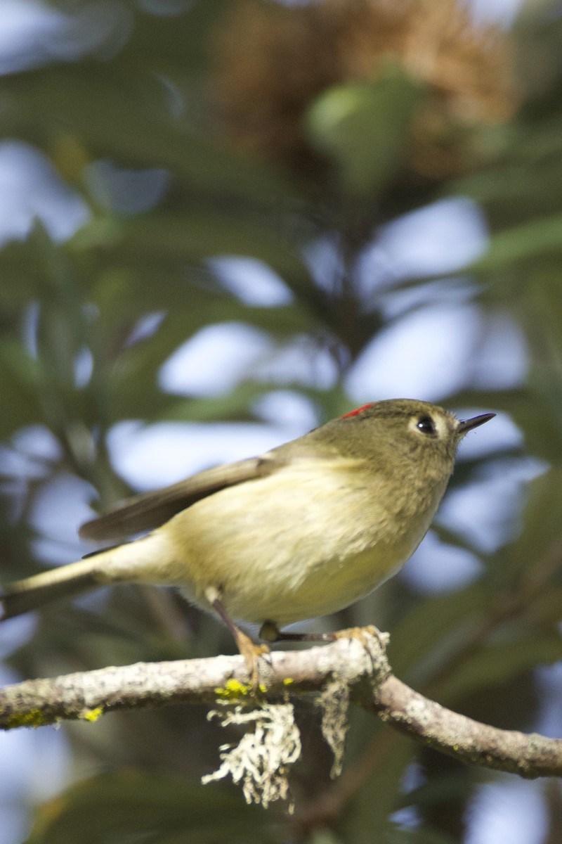 Roitelet à couronne rubis - ML646184402