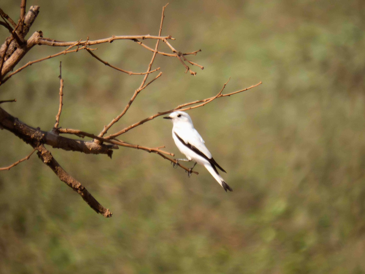 White Monjita - ML646184404
