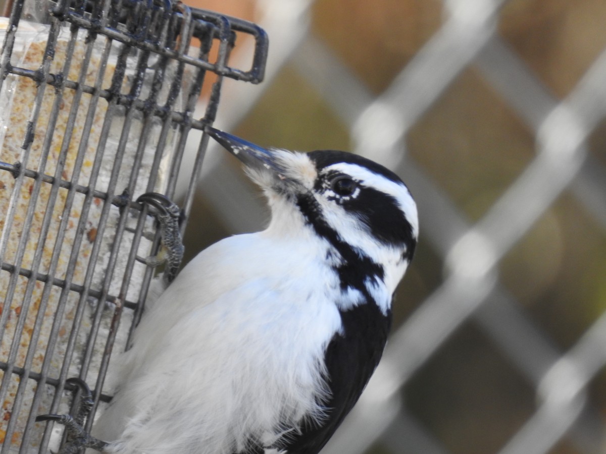 Hairy Woodpecker - ML646184411
