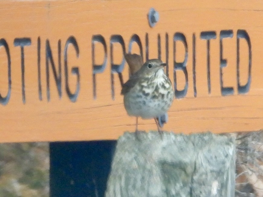 Hermit Thrush - ML646184424
