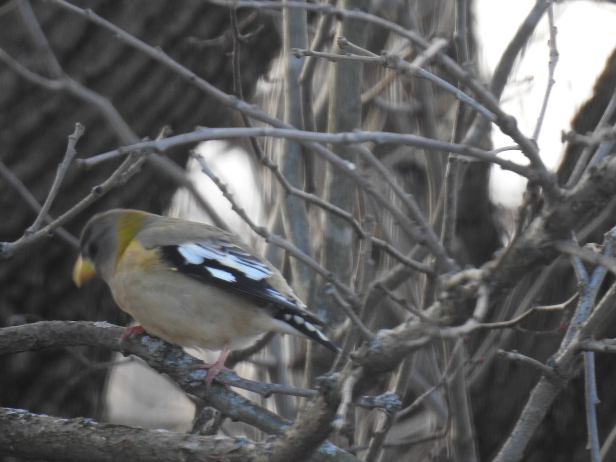 Evening Grosbeak - ML646184427