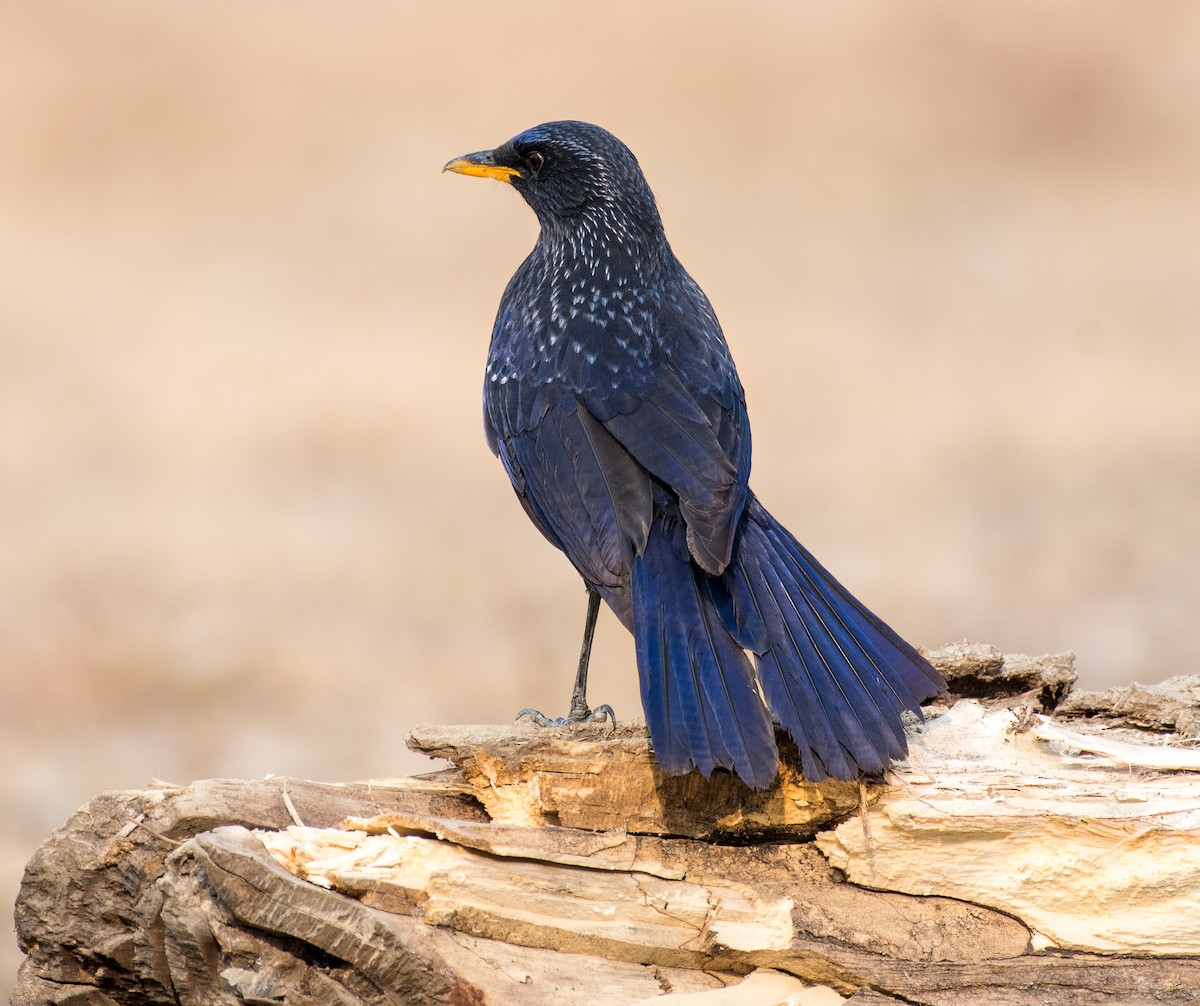 Blue Whistling-Thrush - ML646184429