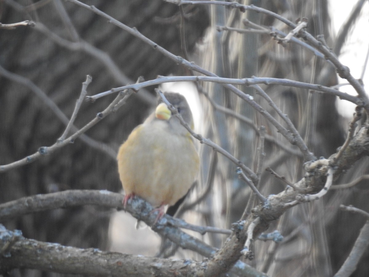 Evening Grosbeak - ML646184432