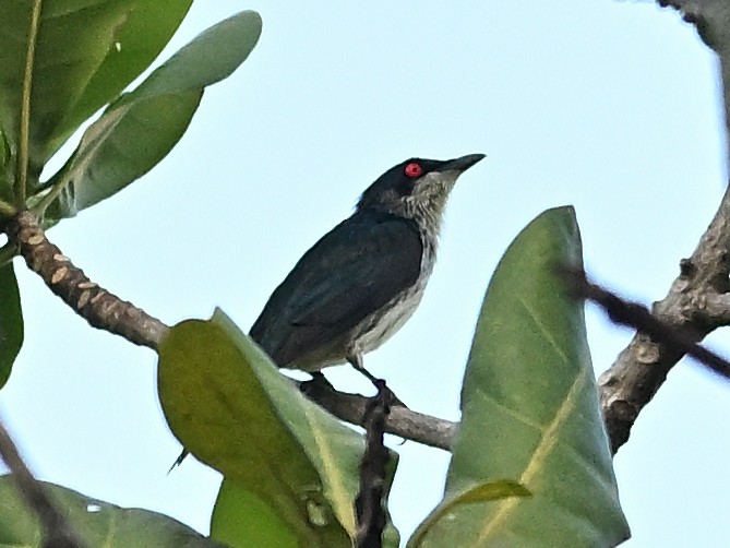 Metallic Starling - ML646184433
