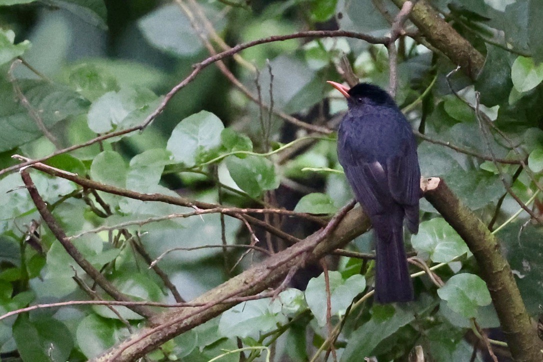 Горована індійська - ML646184441