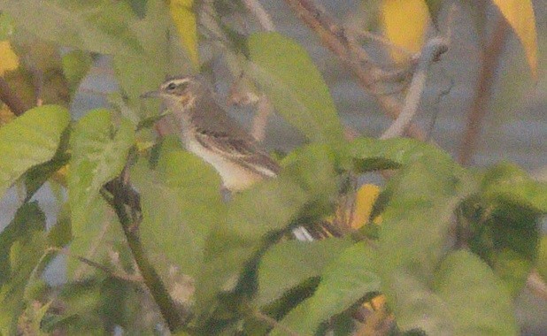 Gray Wagtail - ML646184442