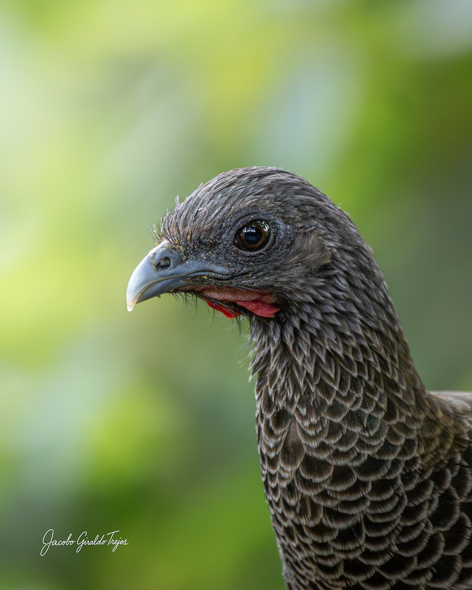 Colombian Chachalaca - ML646184460