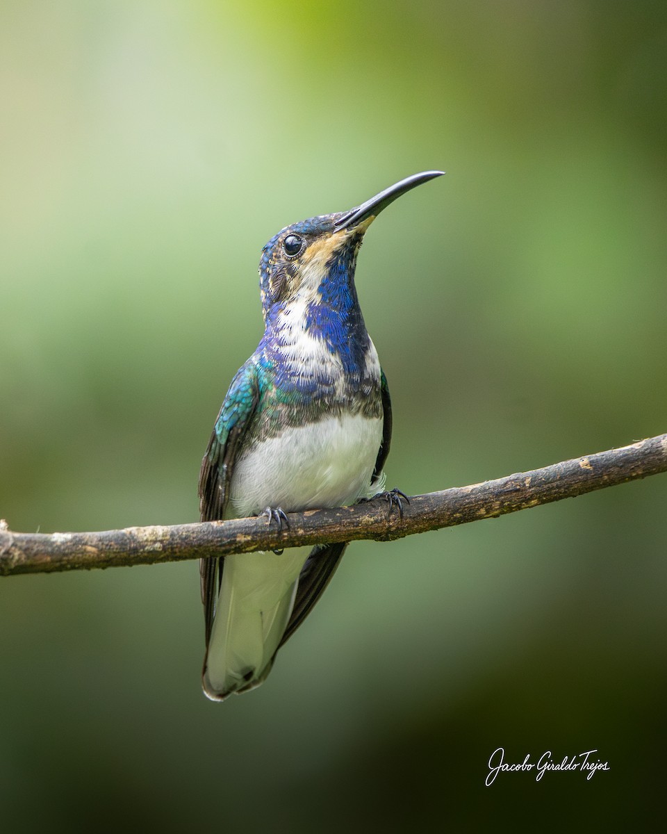 White-necked Jacobin - ML646184462