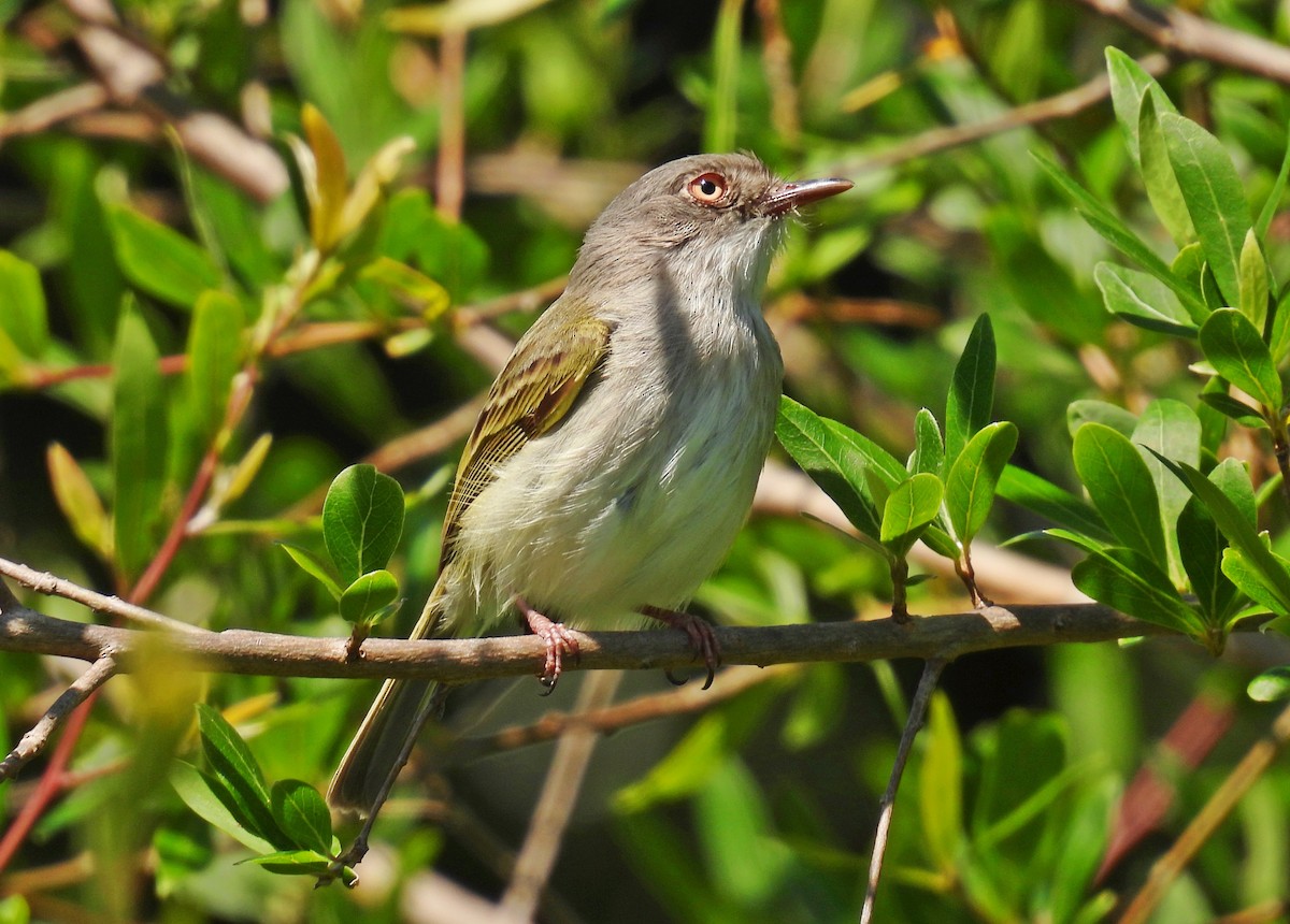 Pearly-vented Tody-Tyrant - ML646184463