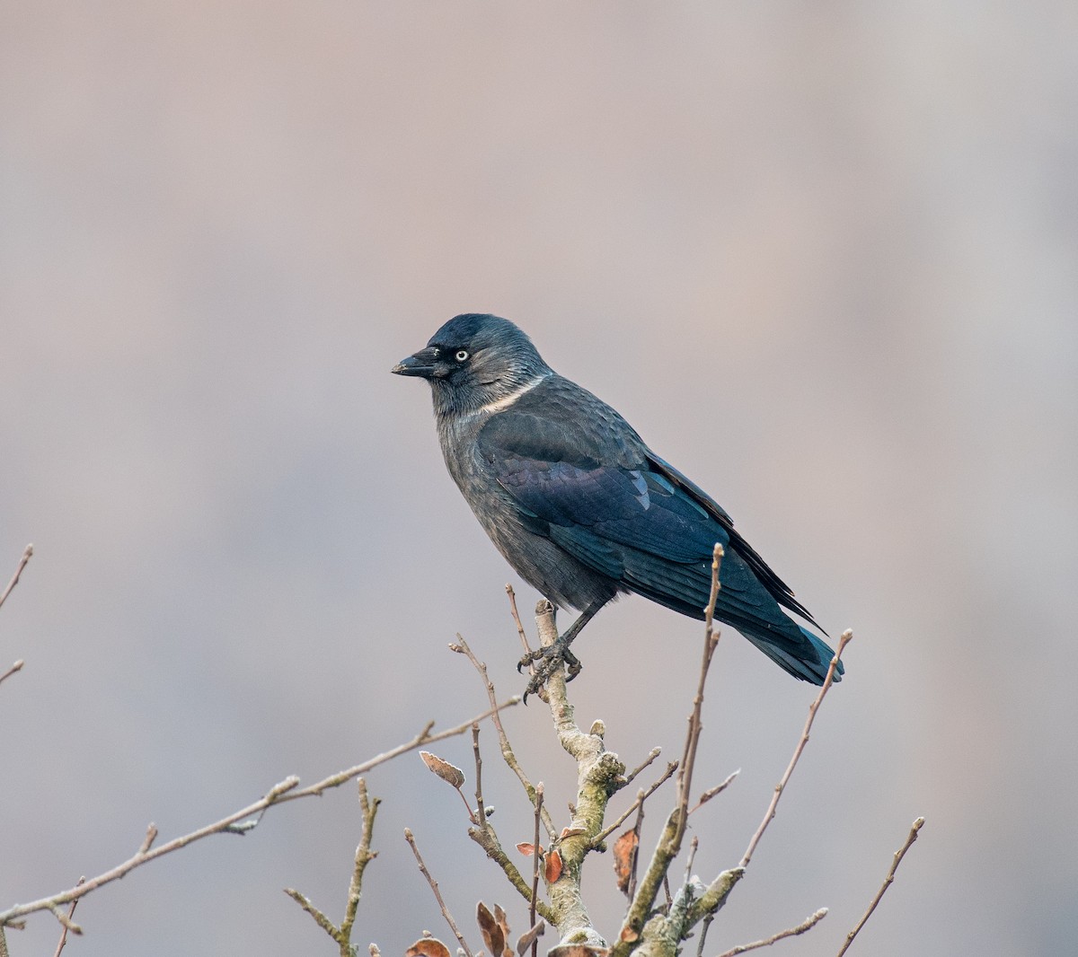 Eurasian Jackdaw - ML646184465