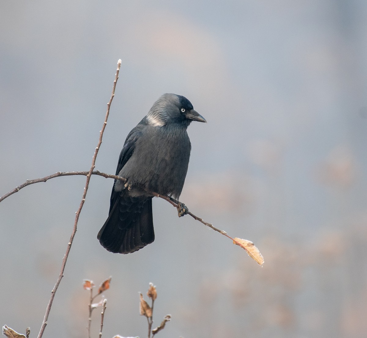 Eurasian Jackdaw - ML646184466