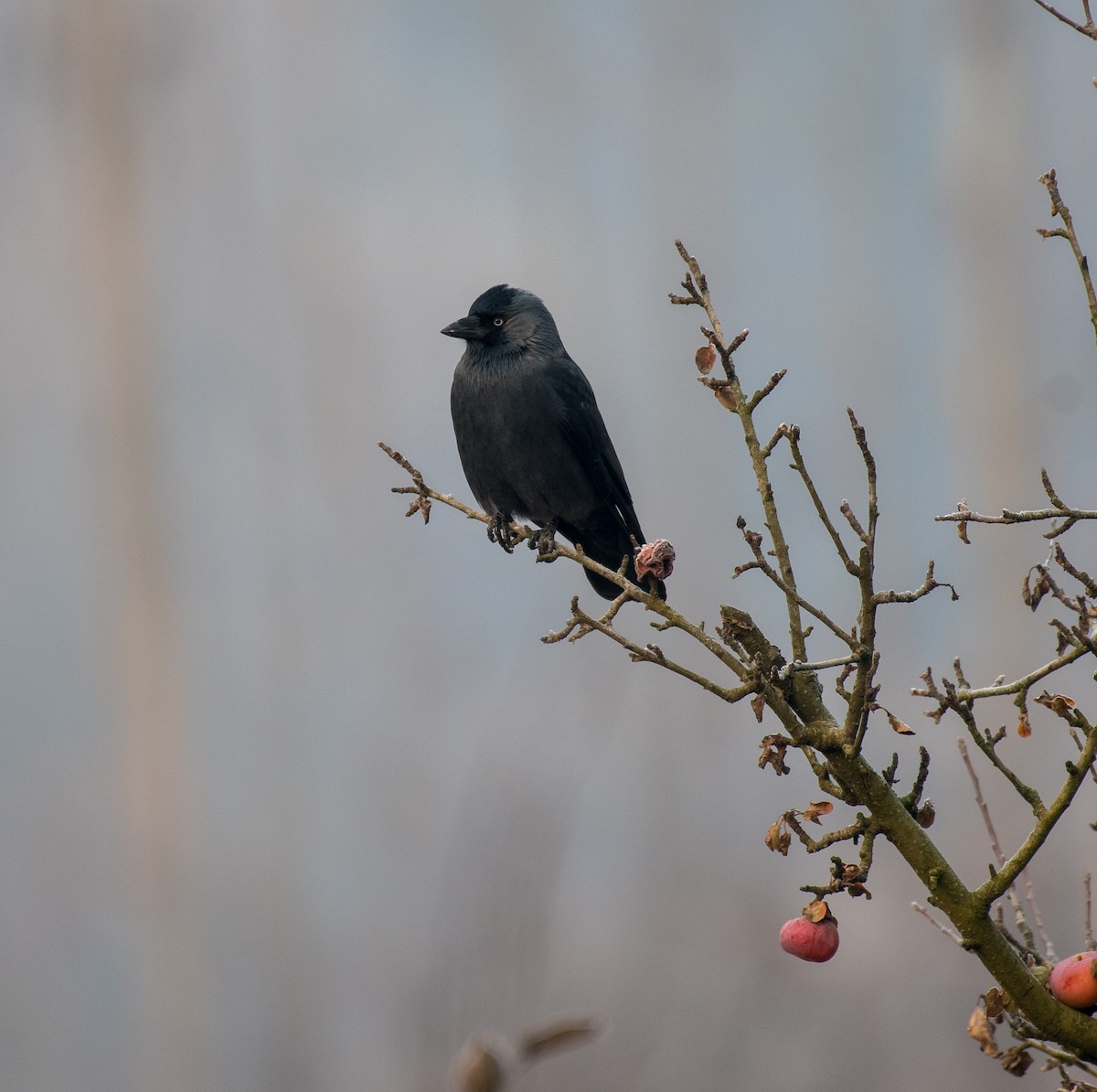 Eurasian Jackdaw - ML646184467
