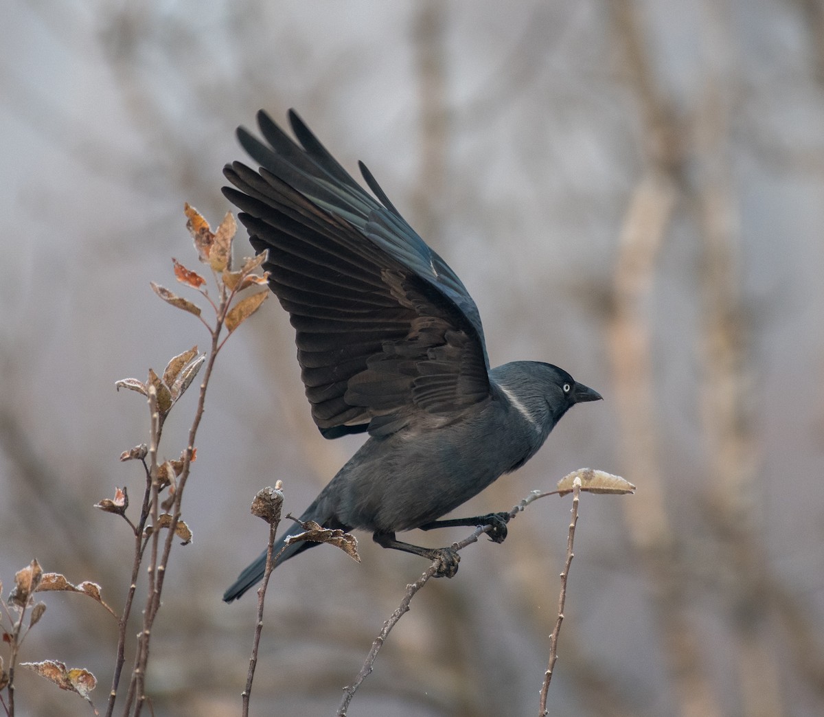 Eurasian Jackdaw - ML646184468