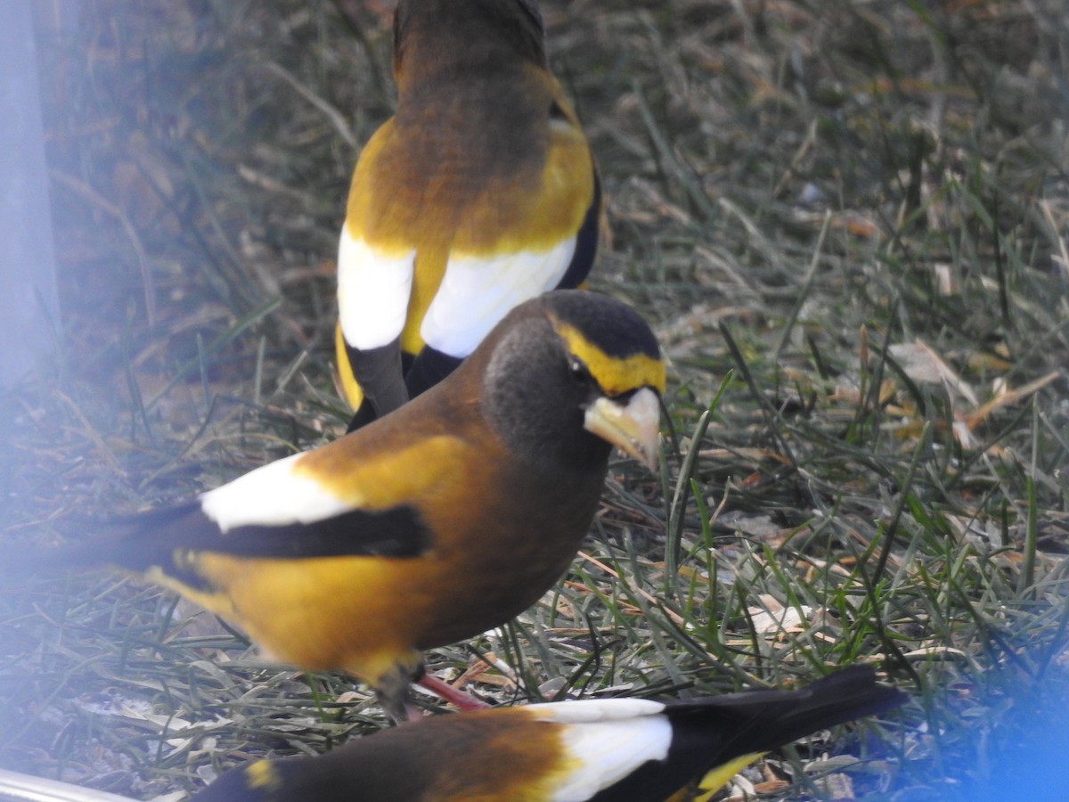 Evening Grosbeak - ML646184469