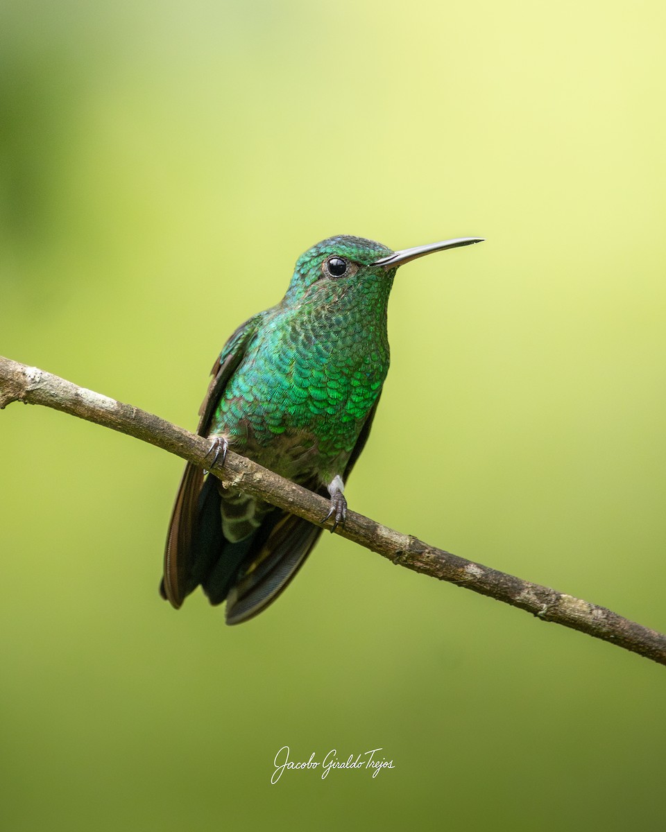 Steely-vented Hummingbird - ML646184471