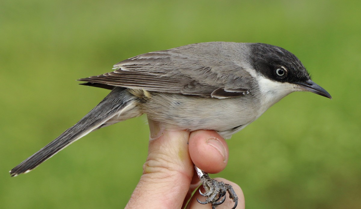 Fauvette orphéane - ML646184482