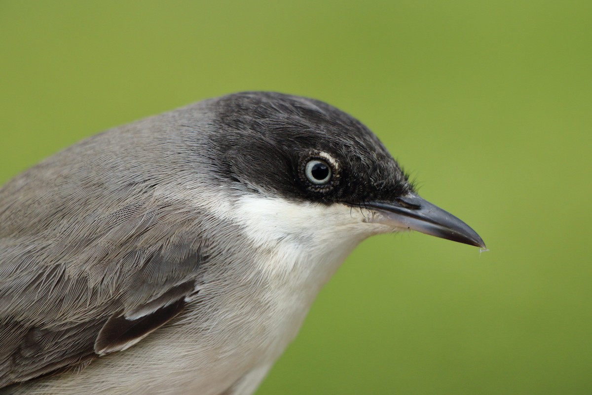 Fauvette orphéane - ML646184483