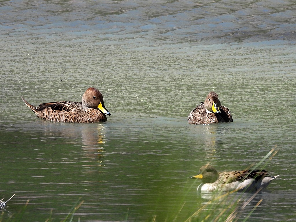 Ahate ziri-buztana - ML646184484