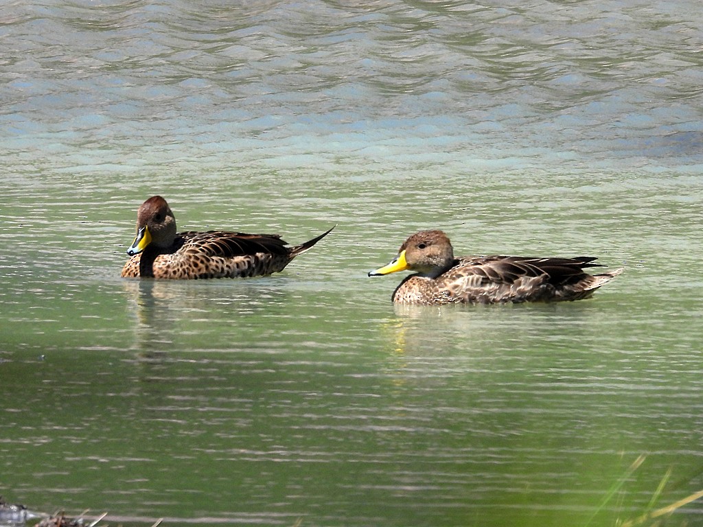 Ahate ziri-buztana - ML646184485