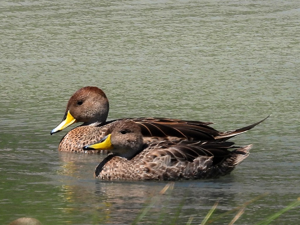 Ahate ziri-buztana - ML646184486