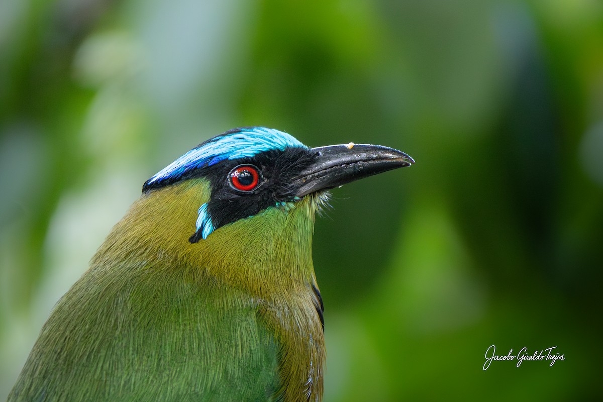 Andean Motmot - ML646184489