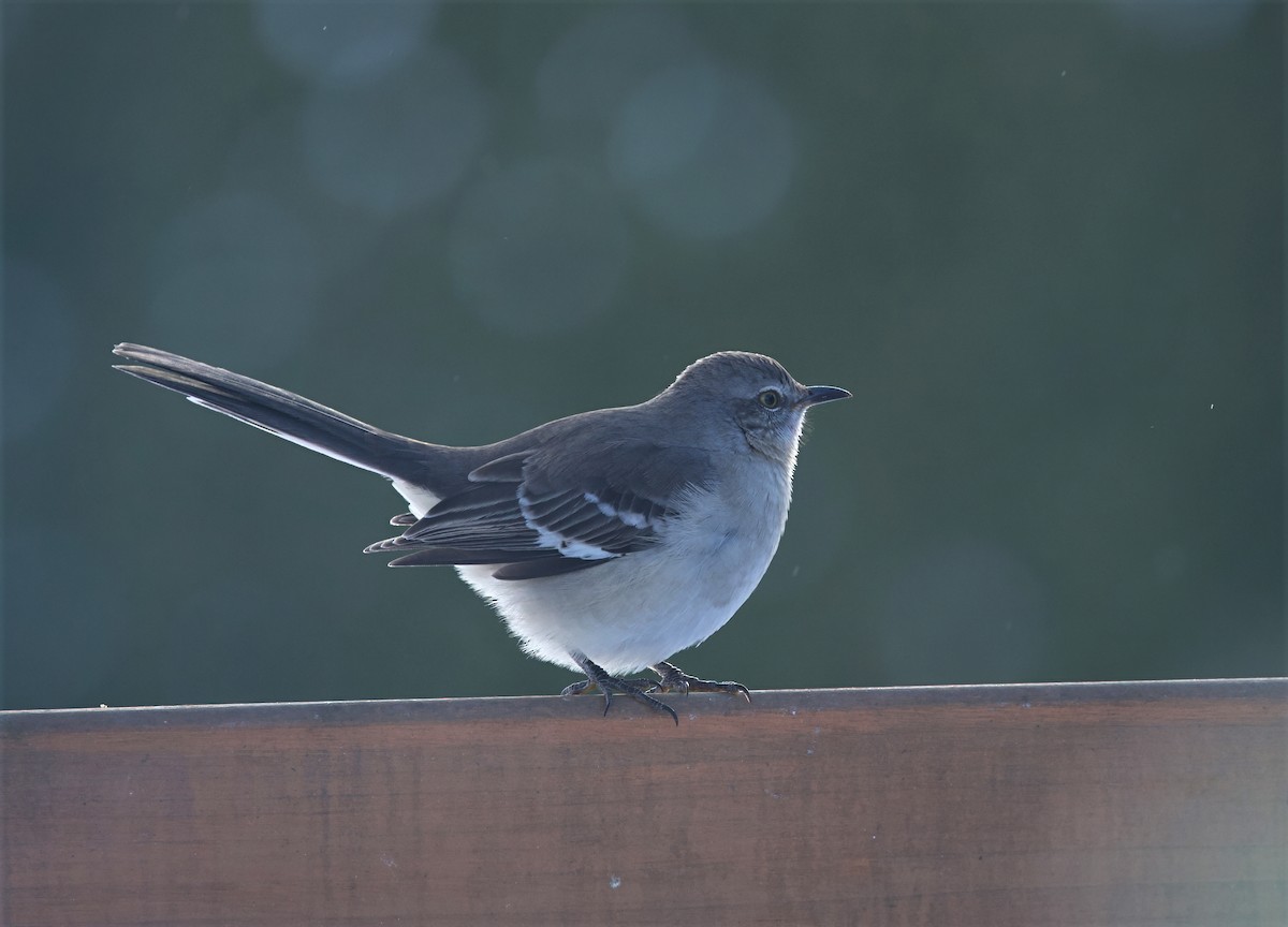 Northern Mockingbird - ML646184494