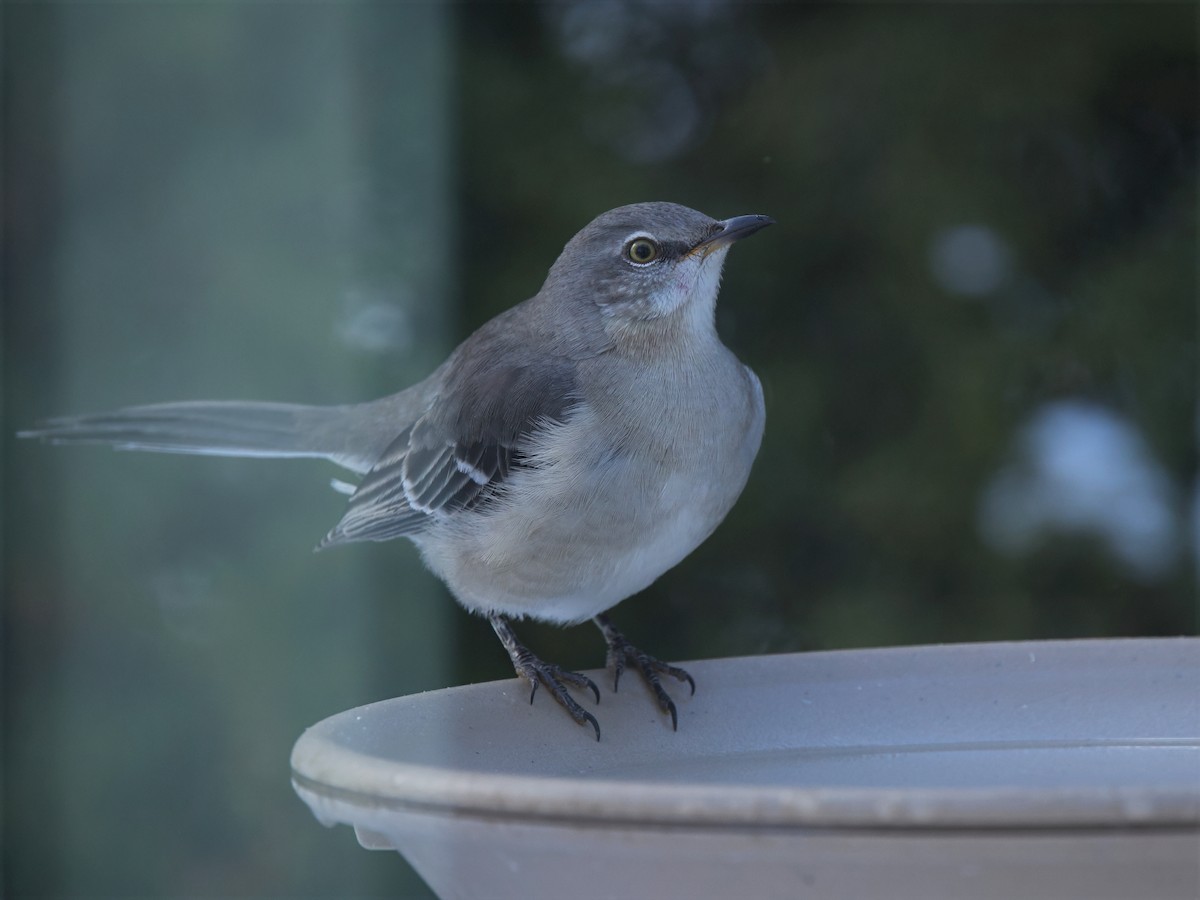 Northern Mockingbird - ML646184495