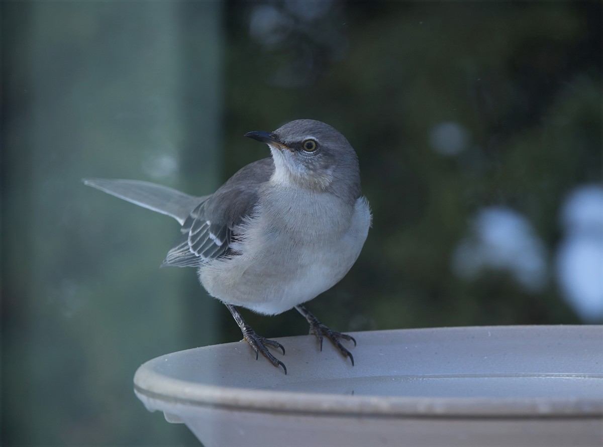 Northern Mockingbird - ML646184496