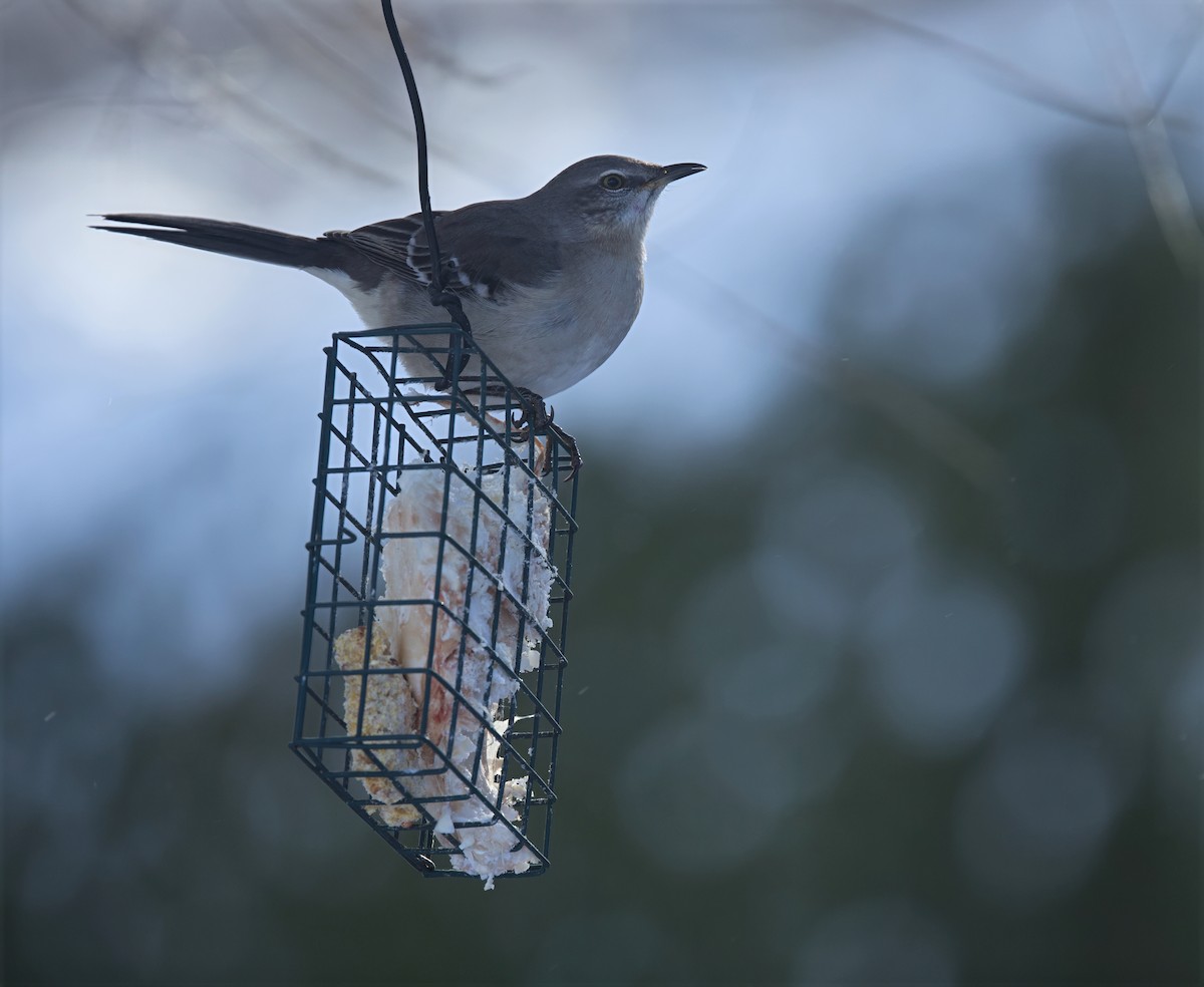 Northern Mockingbird - ML646184497
