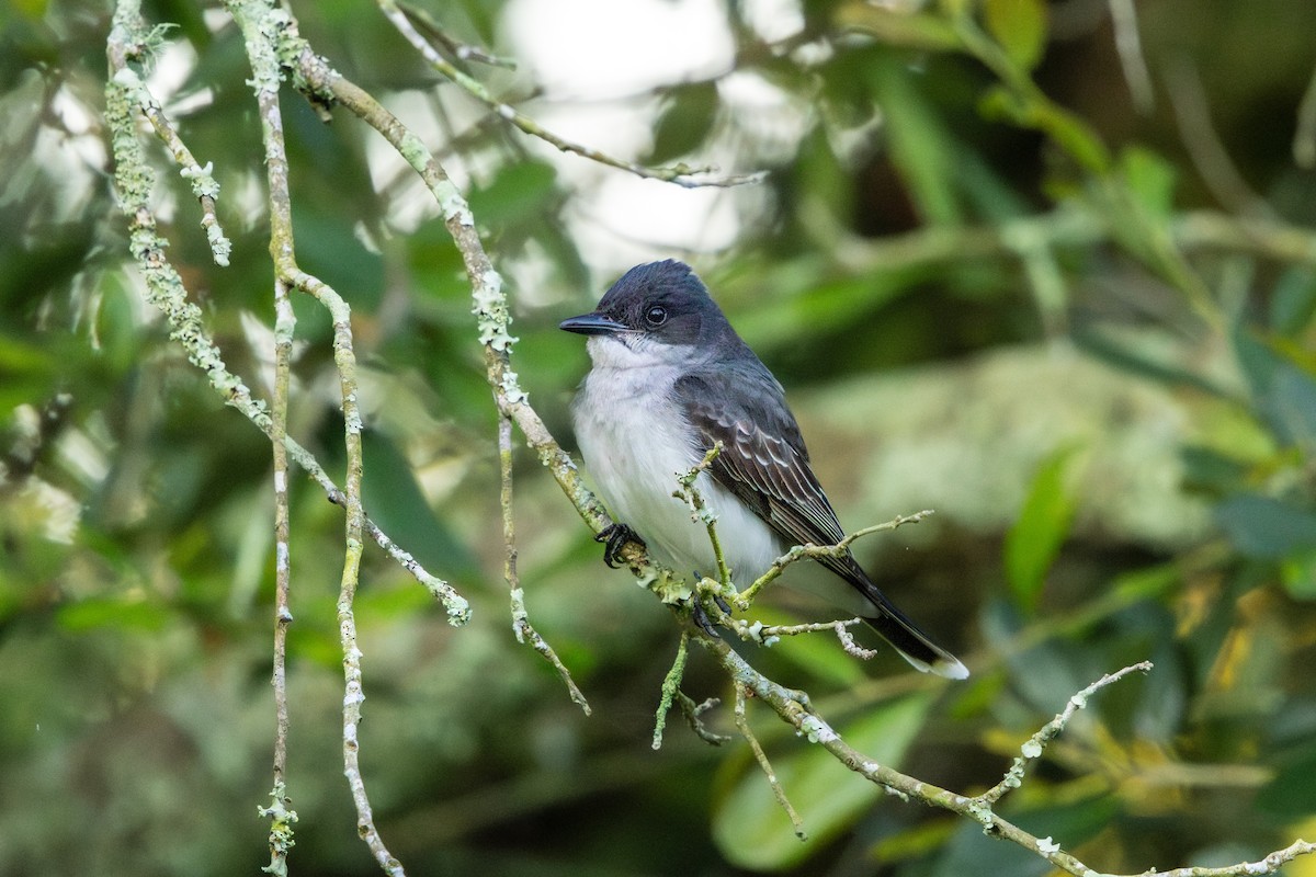 Tirano Oriental - ML646184498