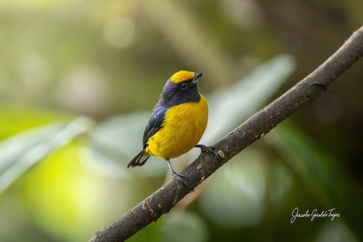 Orange-bellied Euphonia - ML646184499