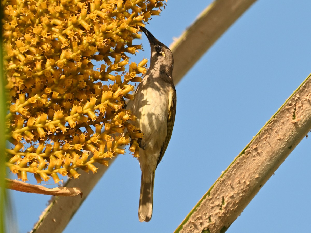 Brown Honeyeater - ML646184501