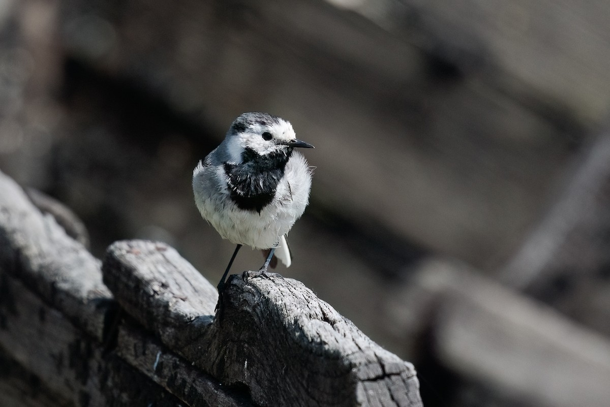 נחליאלי לבן - ML646184508