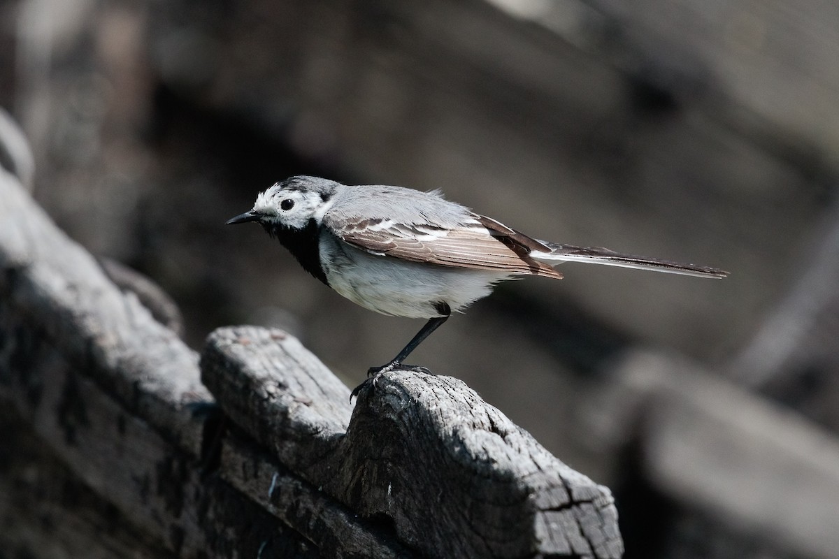 נחליאלי לבן - ML646184509