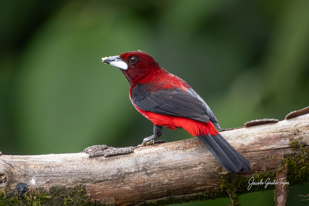 Crimson-backed Tanager - ML646184510