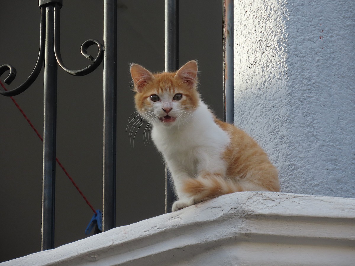 Domestic Cat - ML646184513