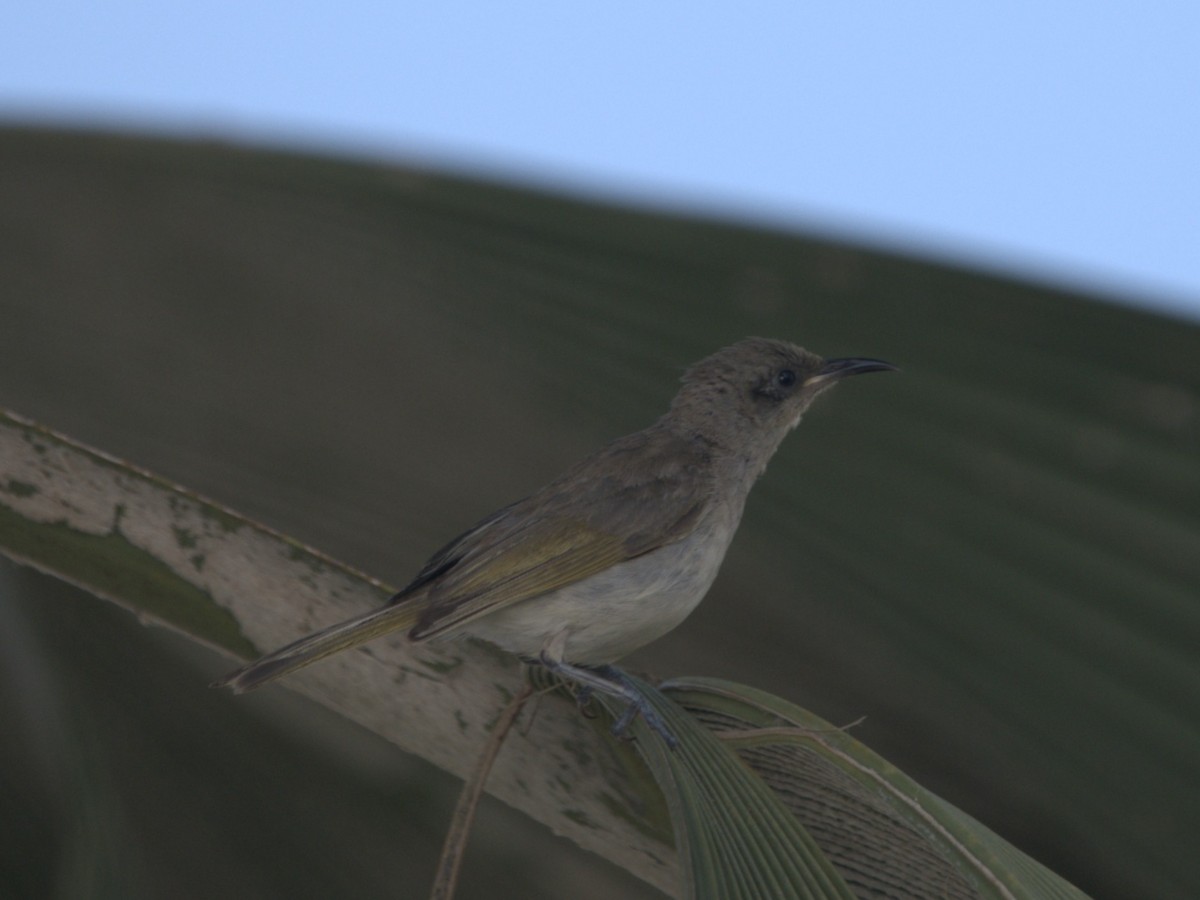 Brown Honeyeater - ML646184514