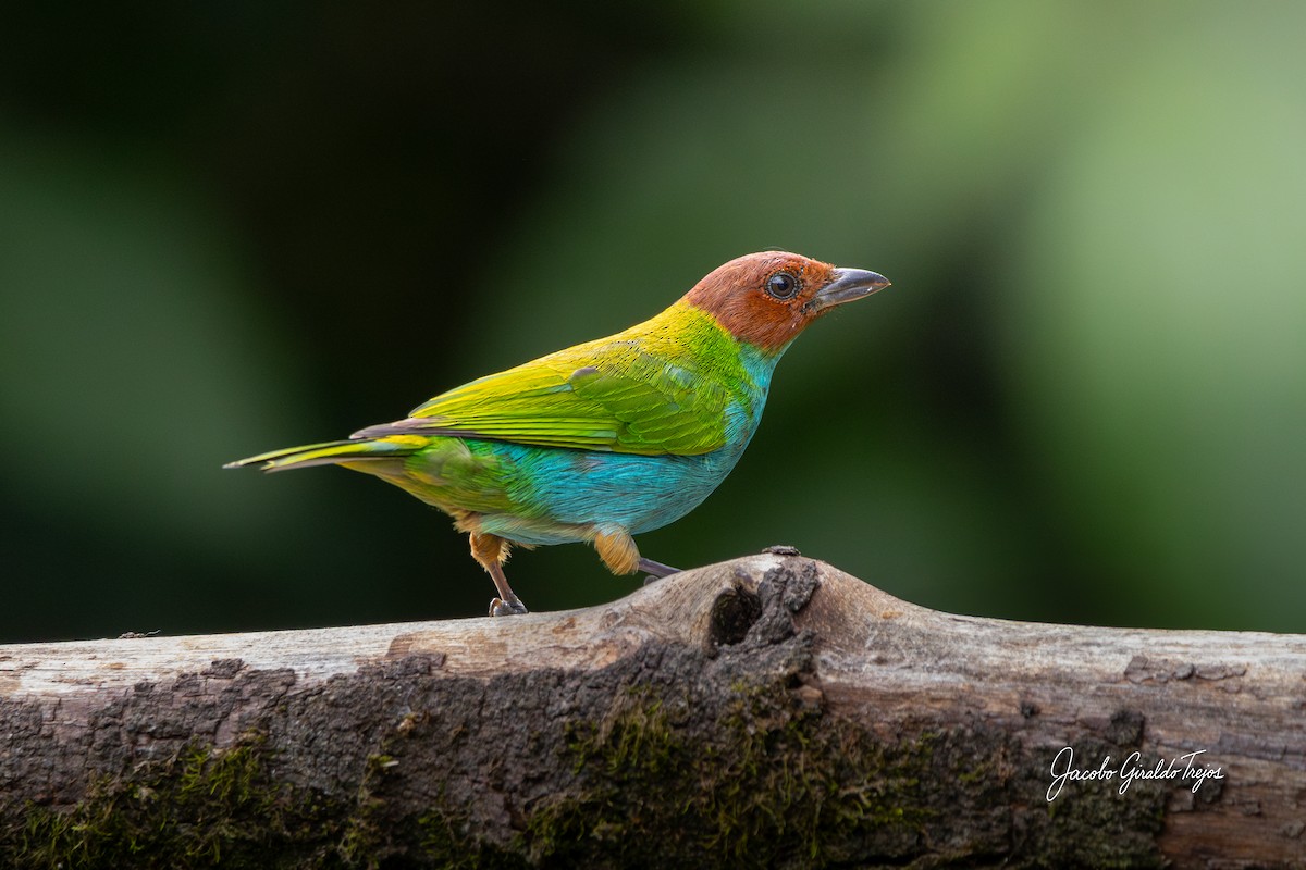 Calliste rouverdin - ML646184516