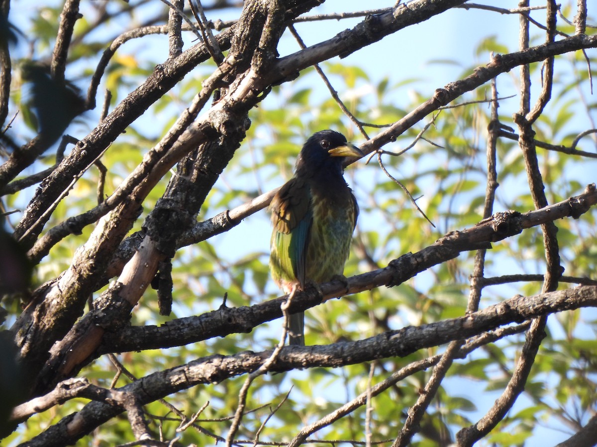 barbet velký - ML646184518