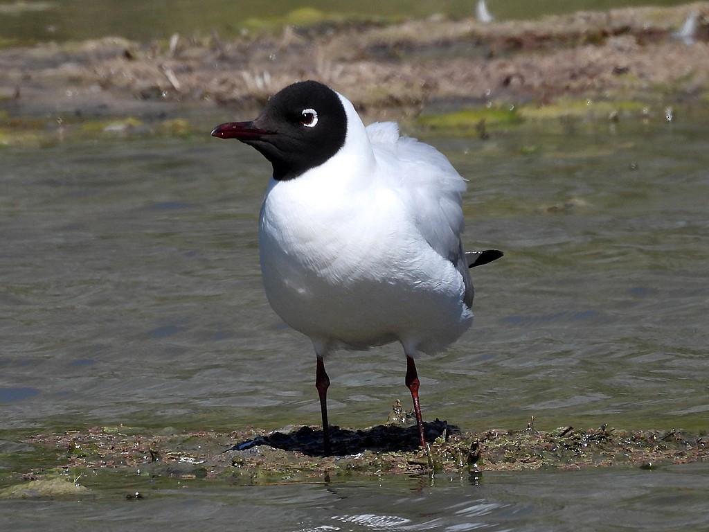 Andean Gull - ML646184519