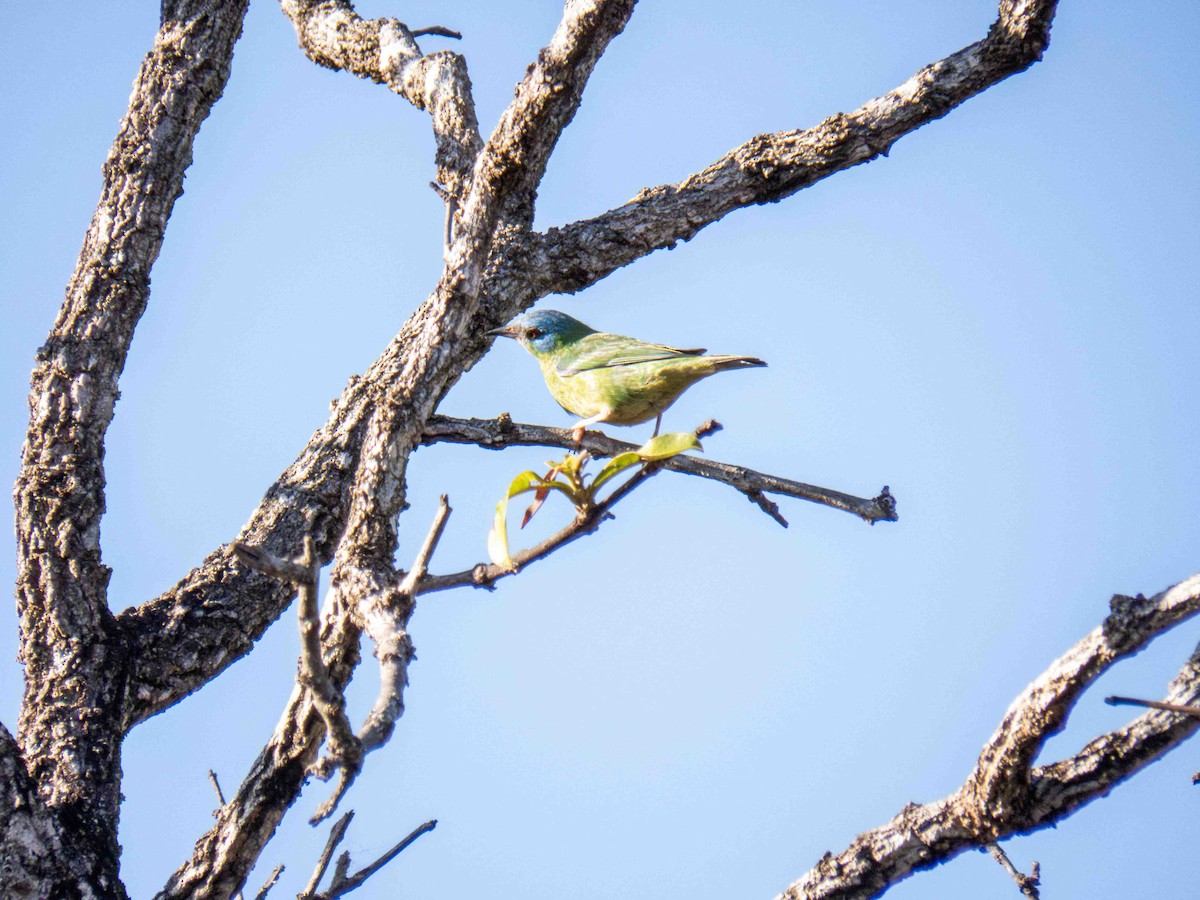 Blue Dacnis - ML646184520